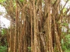 Akaka Falls State Park 18